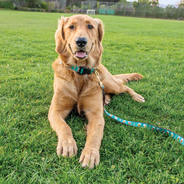 Amber Ale Dog Lead