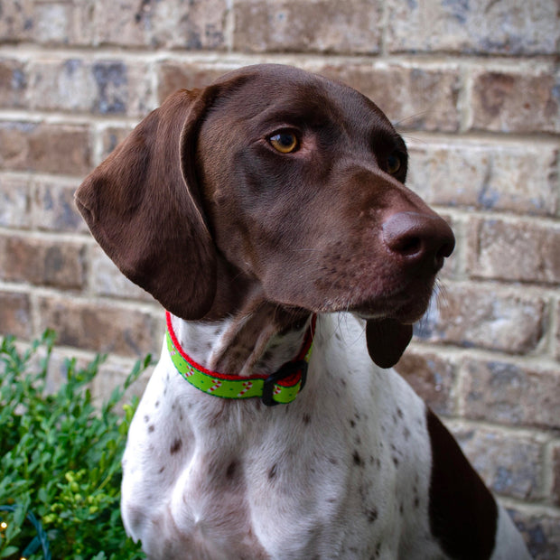 Candy Cane Dog Collar