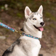 Cherry Blossoms Dog Collar