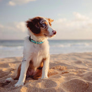 Coastal Dog Collar