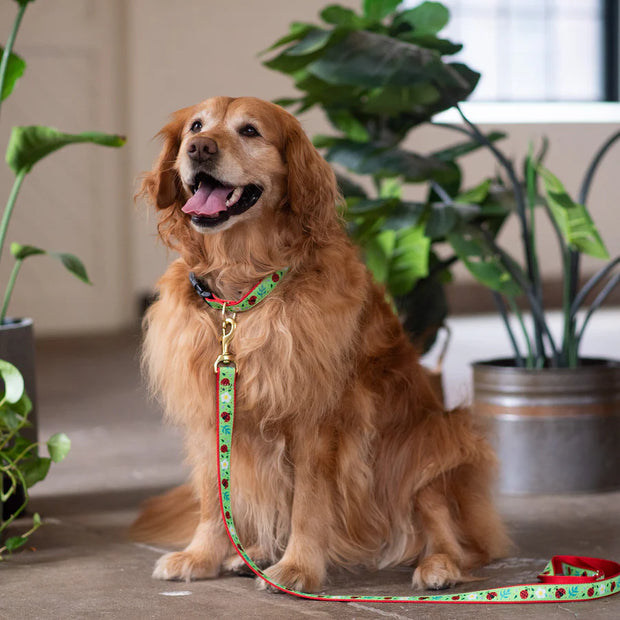 Ladybug Dog Collar