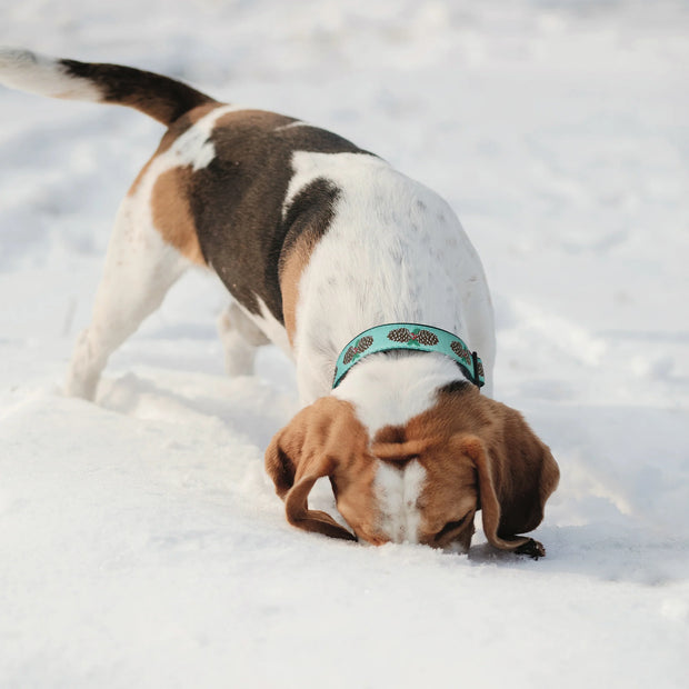 Pinecones Dog Collar