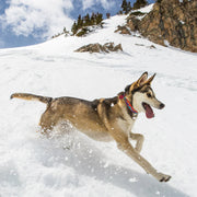 Ski N' Surf Dog Collar